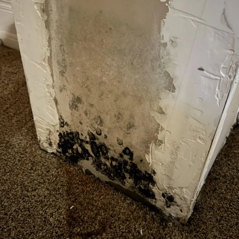 Professional Mold Removal in Gordonsville, TN